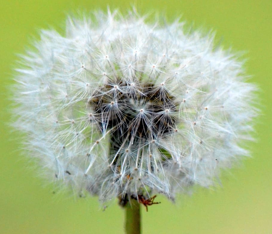 dandelion, nature, close, plant, seed, close-up, flower, macro HD wallpaper