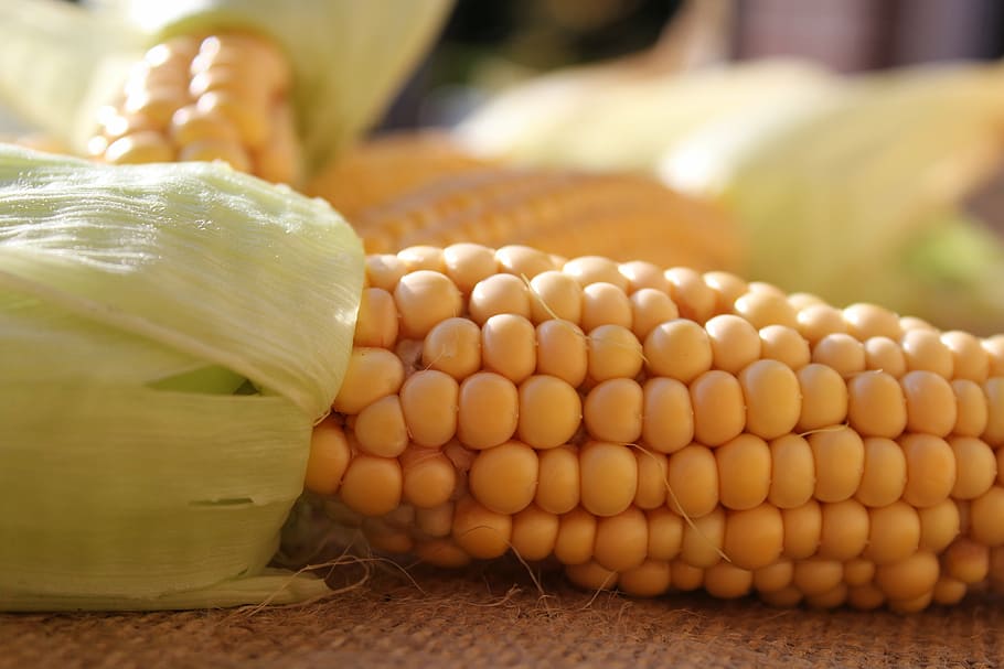 corn on the cob, nature, vegetables, food, autumn, harvest HD wallpaper
