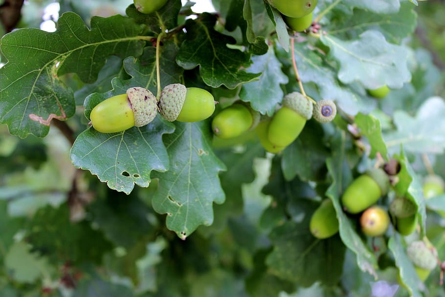 oak, green, acorns, tree, fruits, leaves, immature, leaf, food and drink, HD wallpaper