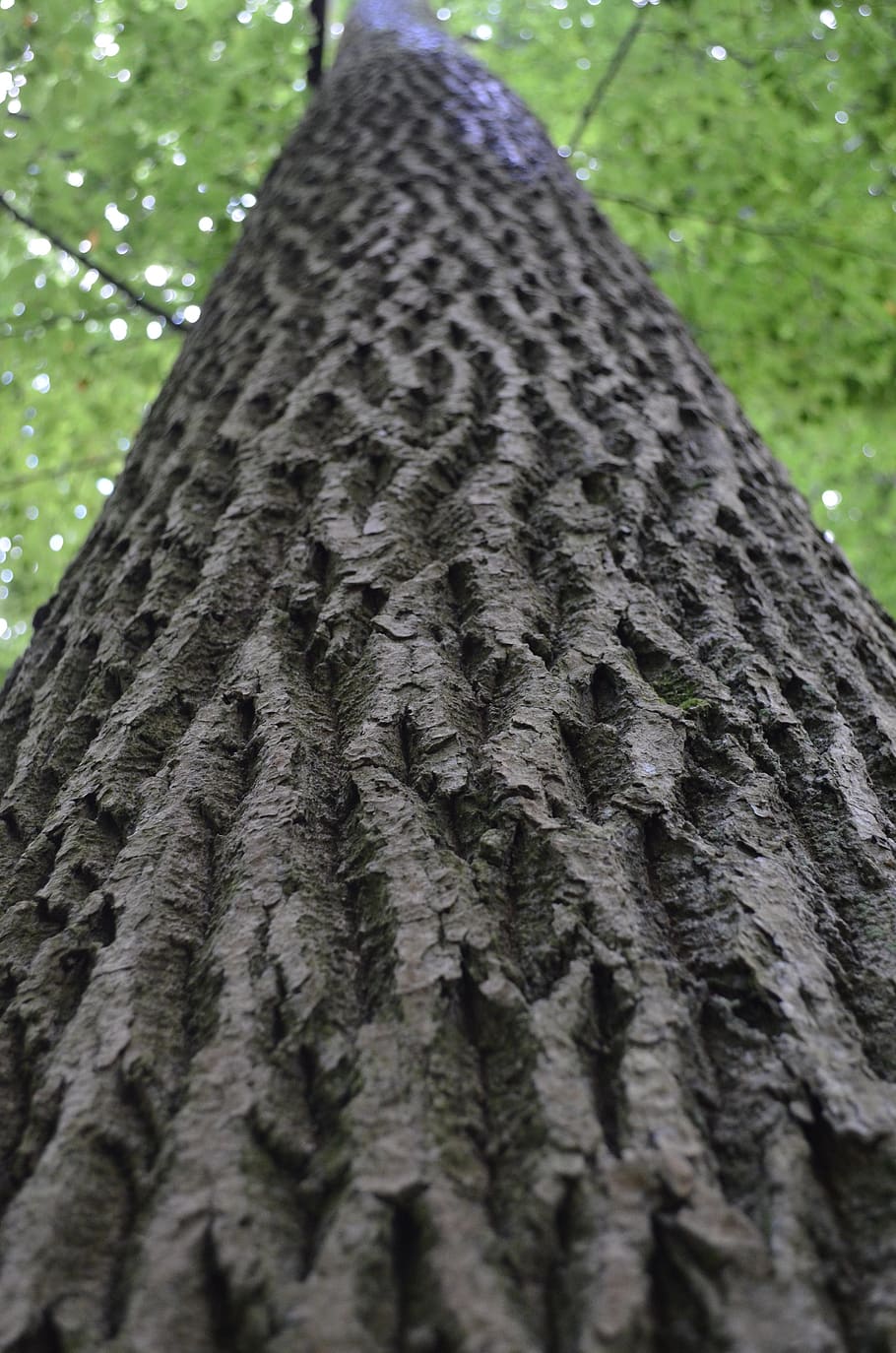 tree, log, sky, bark, nature, aesthetic, forest, wood, green
