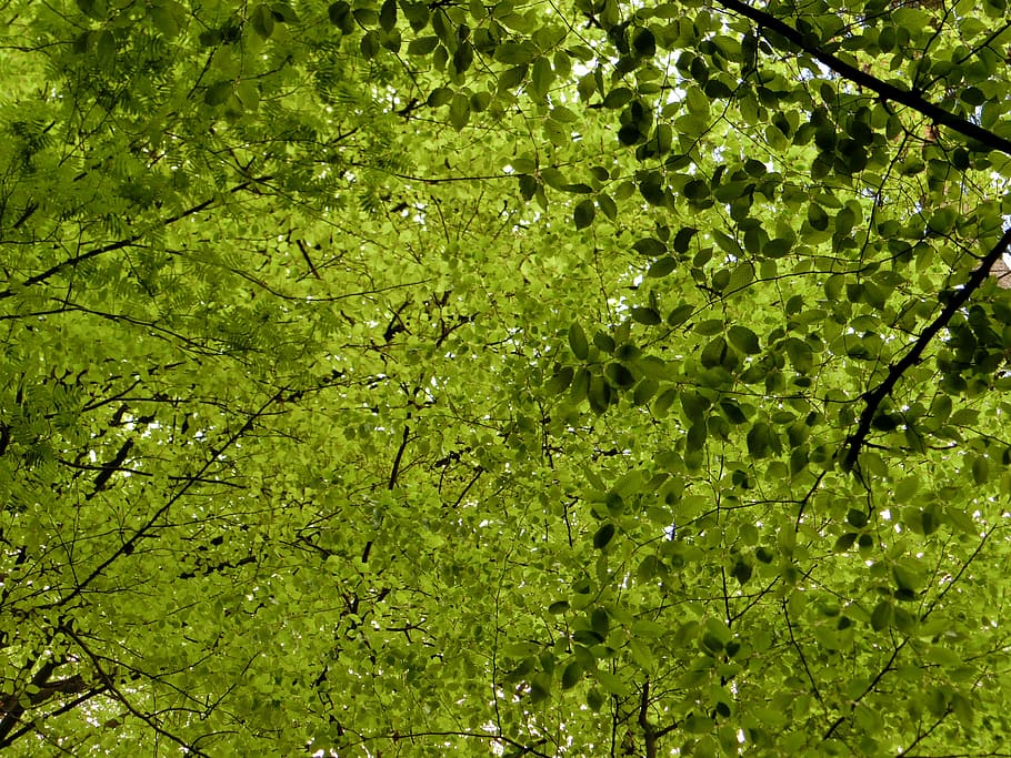 canopy, deciduous trees, leaves, nature, green, green color HD wallpaper