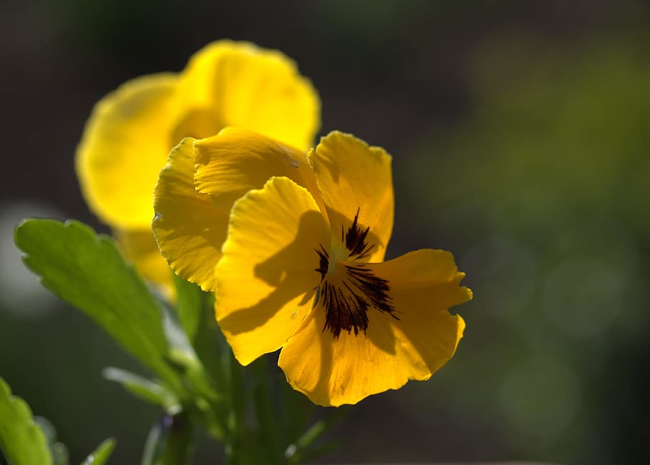 Pansy, Yellow, Flower, Spring, nature, plant, close-up, summer HD wallpaper