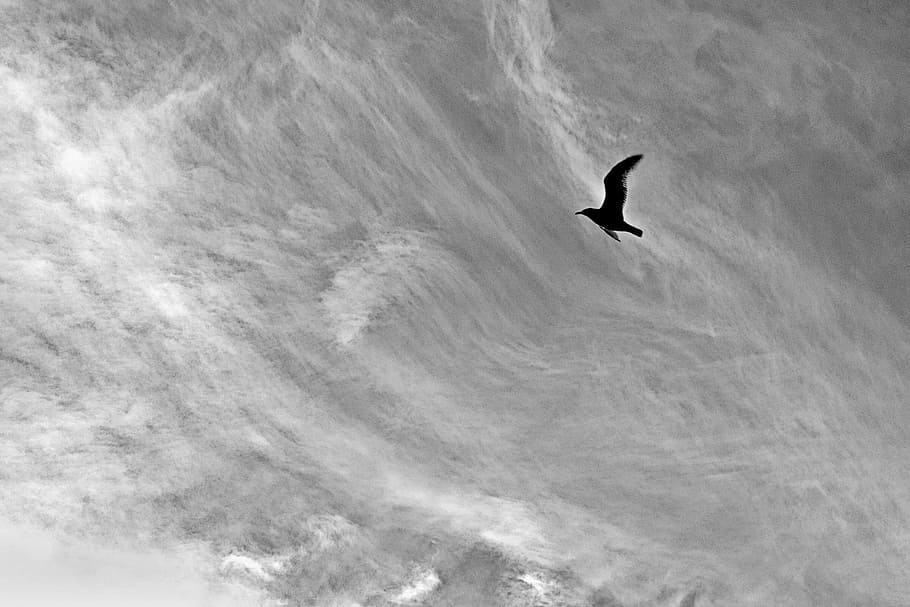 flight, seagull, bird, sky, monochrome, nature, flying, wildlife HD wallpaper