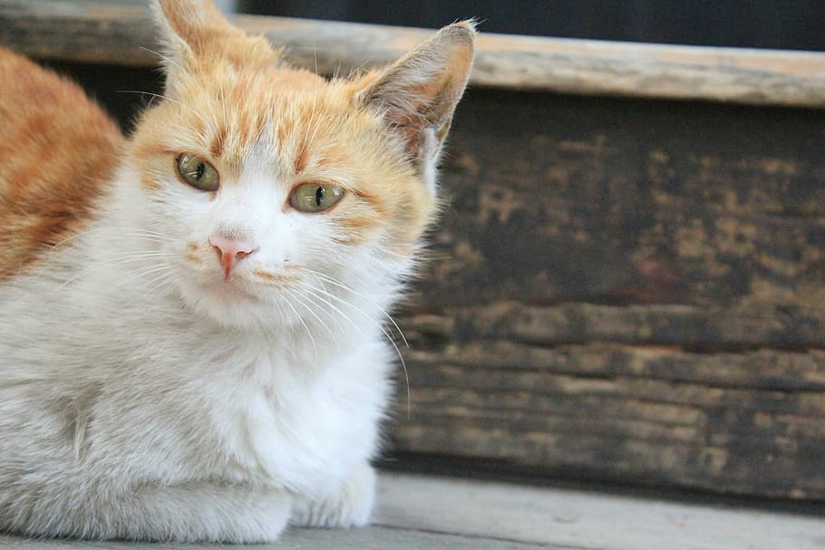 cat, kitty, animal, calm, domestic, pets, domestic cat, one animal HD wallpaper