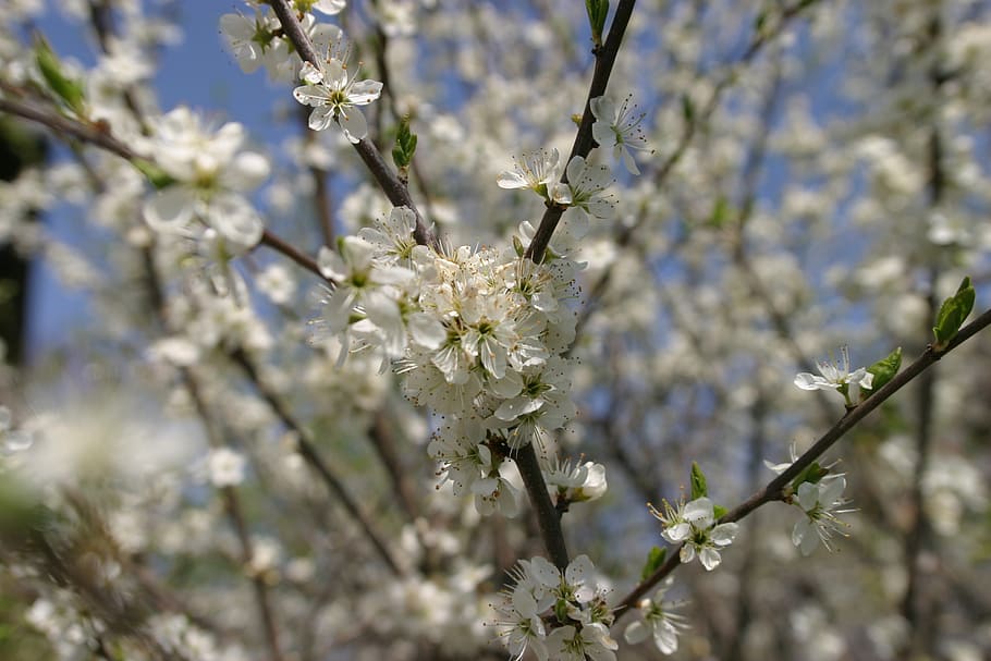 blossom, bloom, spring, flowers, nature, plant, tree, springtime HD wallpaper