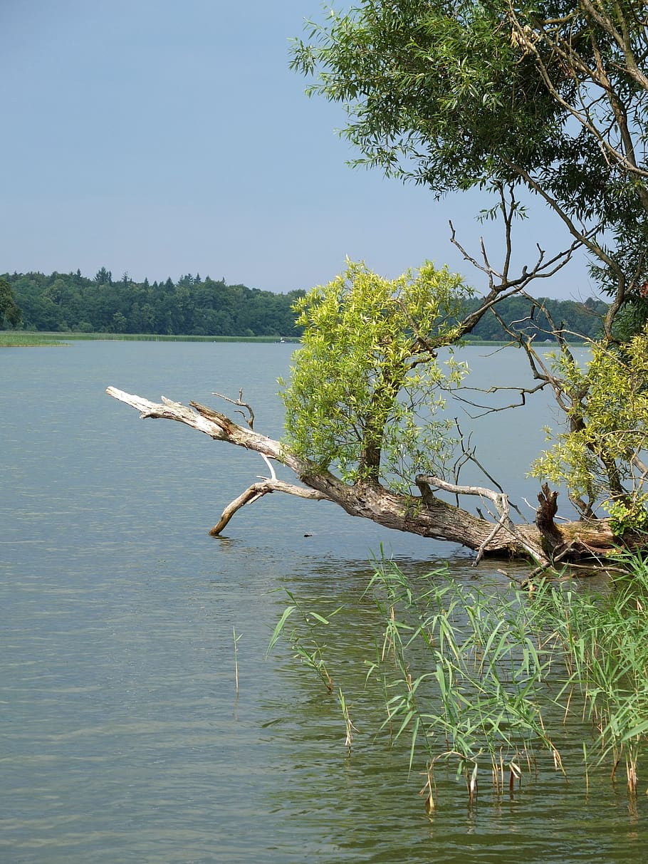 pasture, willow tree, green, log, branches, summer, grienericksee HD wallpaper