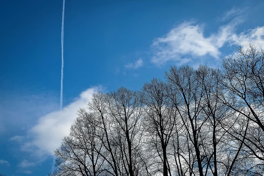 trees, winter, forest, nature, landscape, mood, clouds, sky HD wallpaper