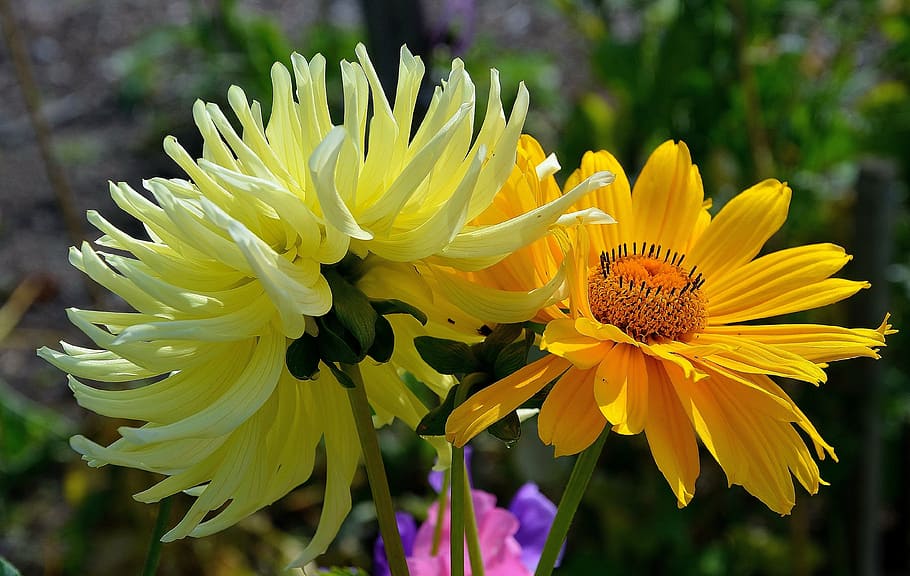 gerbera, germini, flower, spring, affection, romantic, yellow flower HD wallpaper