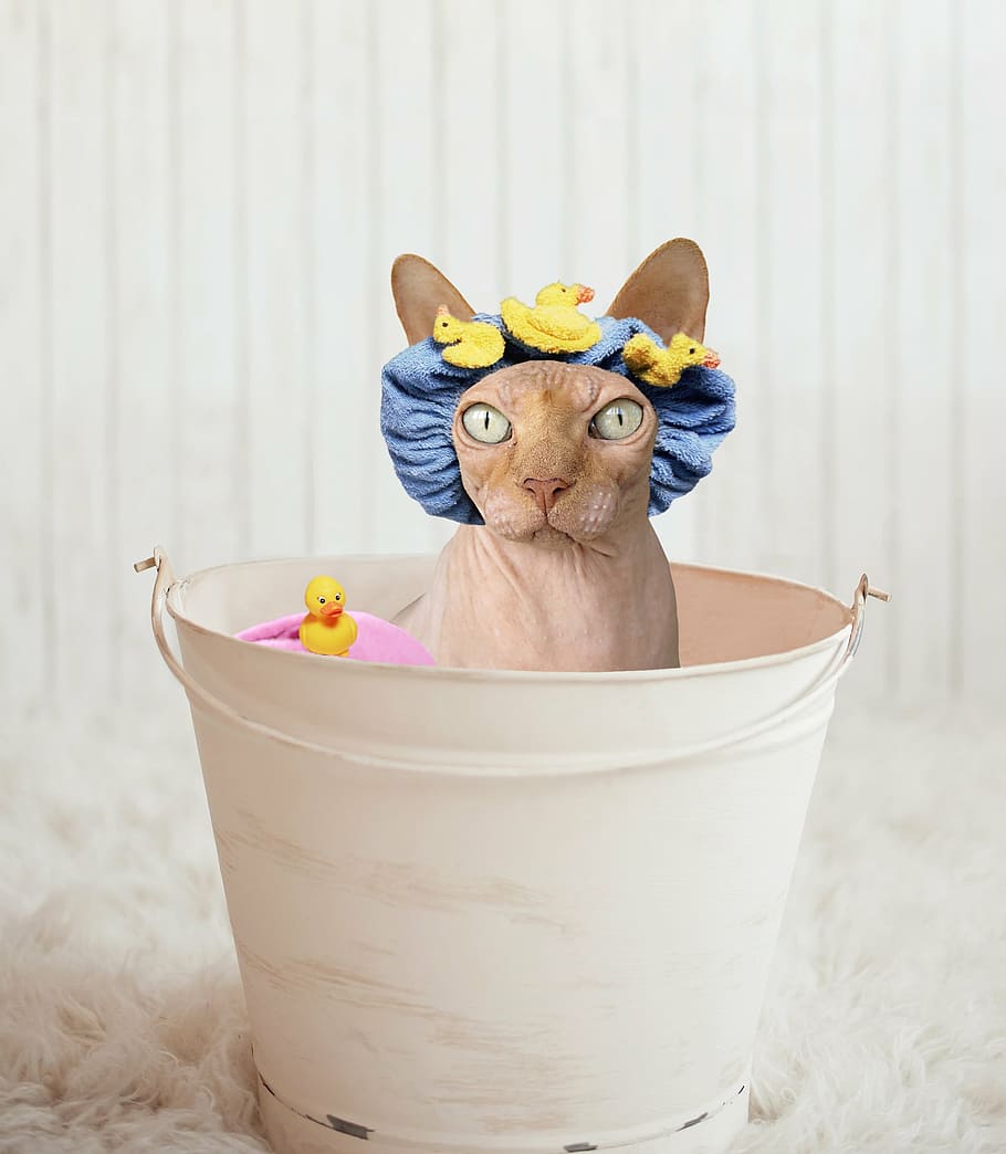smooth brown cat, sphynx, bathtub, rubber ducky, bucket, hairless
