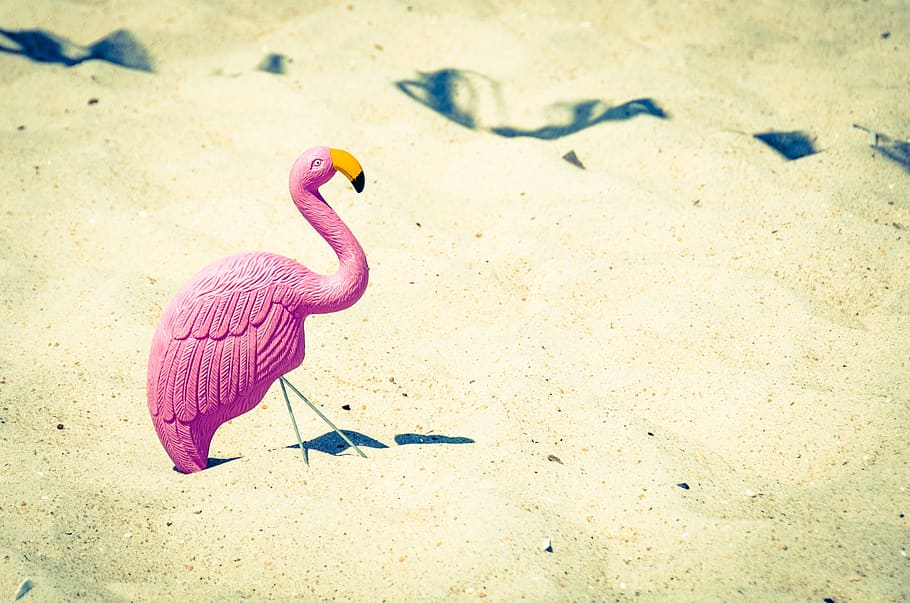 HD wallpaper: pink, swan, beak, toy, sand, beach, ocean, sea, sunny, animal  | Wallpaper Flare