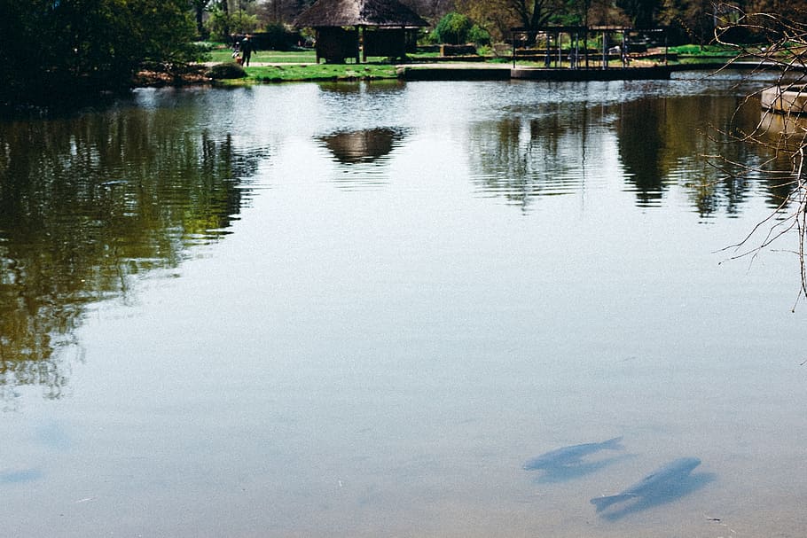 Fishpond, animals, landscape, nature, water, lake, reflection HD wallpaper