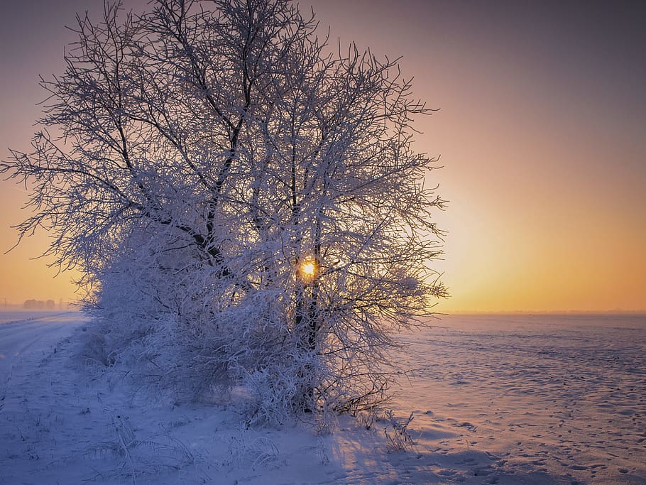 tree against the sun, Winter, Snow, Sunrise, Wintry, Landscape HD wallpaper