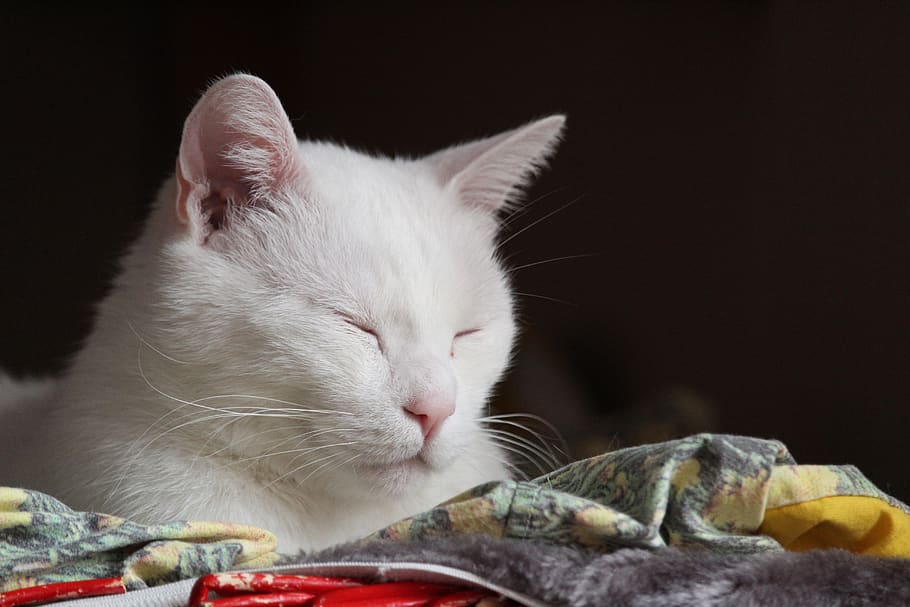 cute, cat, pet, domestic, pets, animal themes, one animal, mammal HD wallpaper