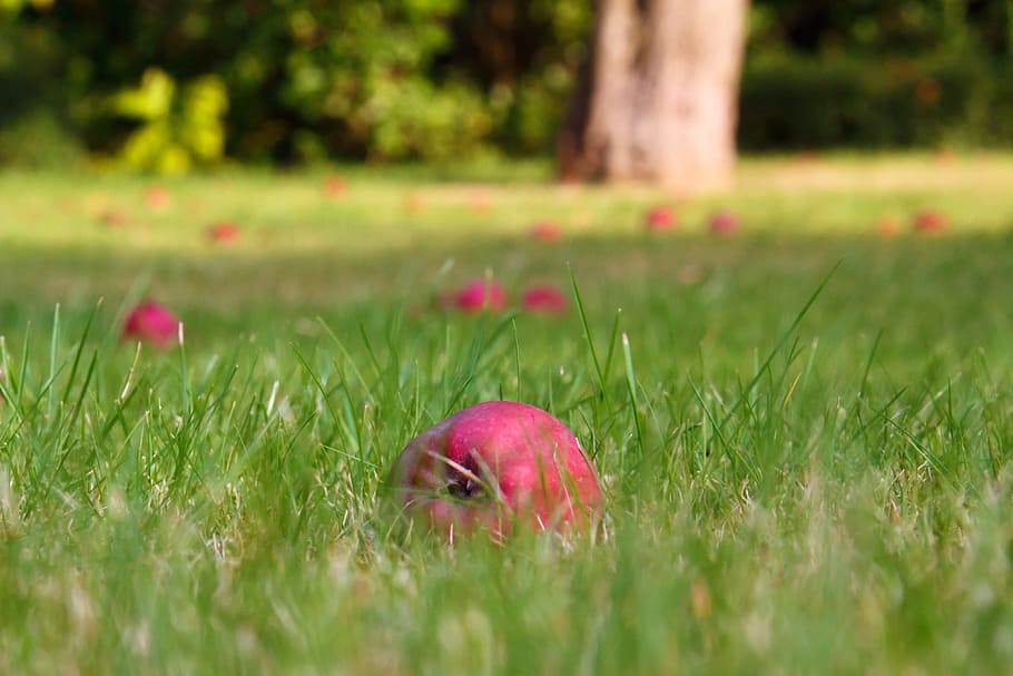 red apple on green grass, Autumn, Color, Fall, Fallen, field HD wallpaper