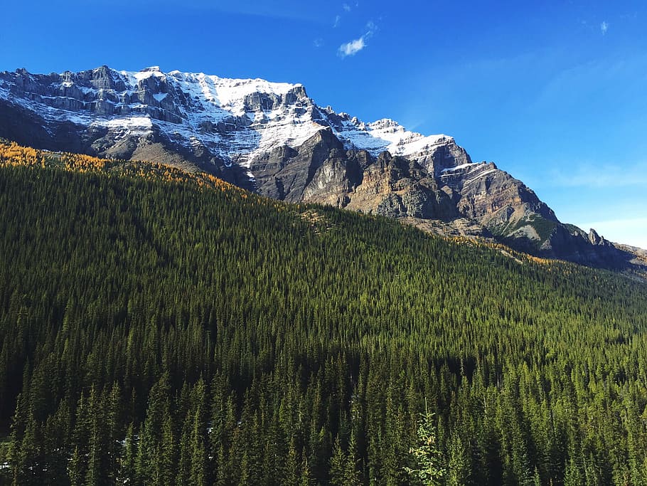 forest, hill, landscape, mountain, nature, outdoors, scenic HD wallpaper