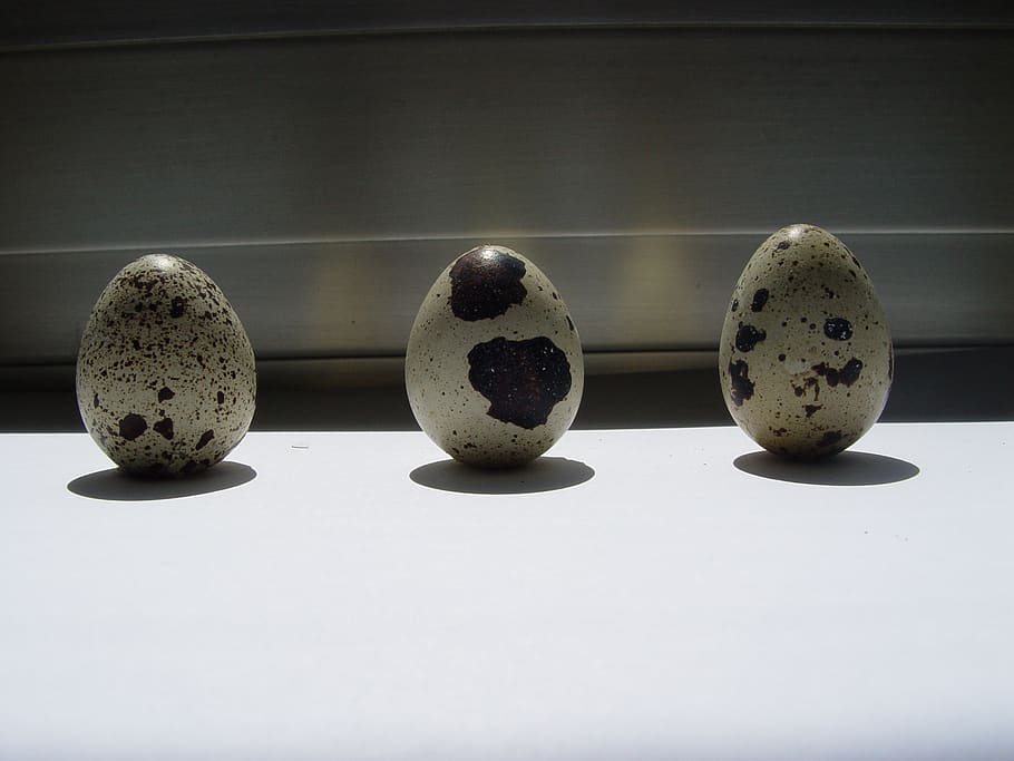 egg, oval, easter eggs, indoors, still life, studio shot, no people HD wallpaper