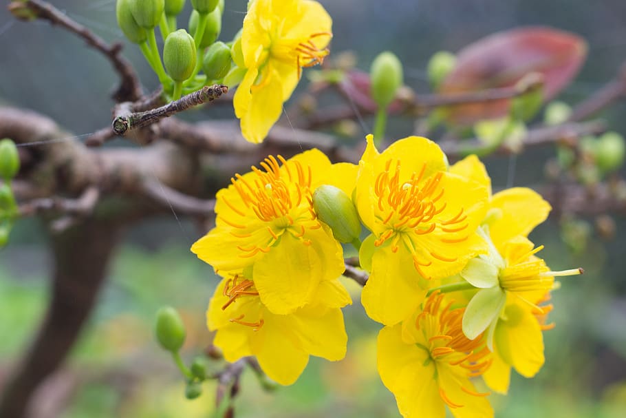 apricot blossom, flower, tet, the lunar new year, write, blooming