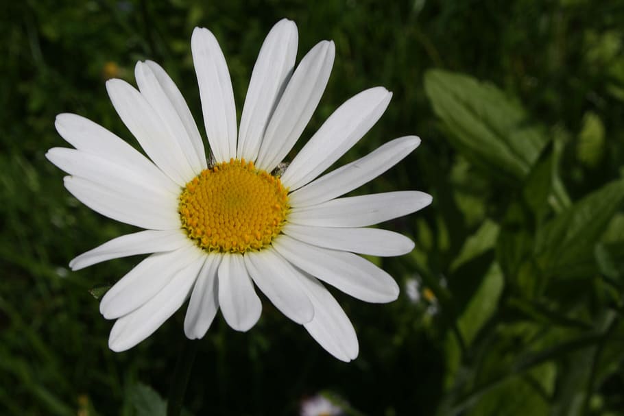 marguerite, flower, spring, flowering plant, freshness, growth HD wallpaper