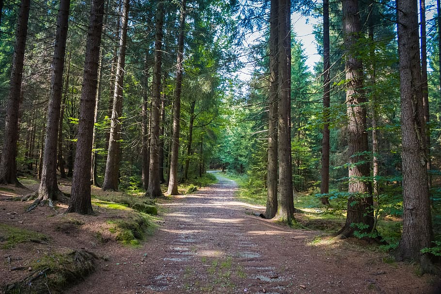 trees, summer, sky, nature, forest, path, outdoors, woodland HD wallpaper