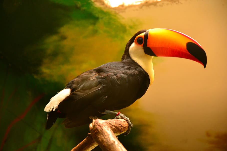 Animal, Animals, Nature, Toucan, toucans, zoo, bird, birds, HD wallpaper