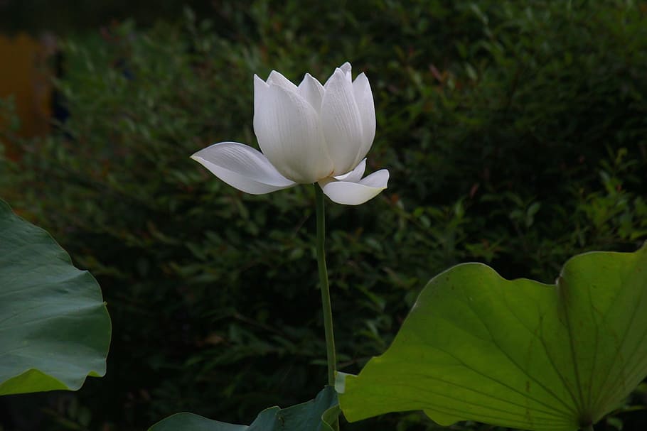 close-up photo of white lotus flower, ink painting, botanical garden, HD wallpaper