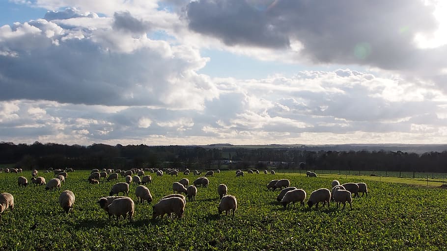 wiltshire, sheep, clouds, sky, landscape, pasture, flock of sheep HD wallpaper