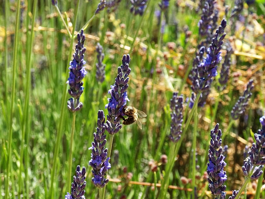 bee, lavender, flower, insect, nature, pollen, honey, purple HD wallpaper