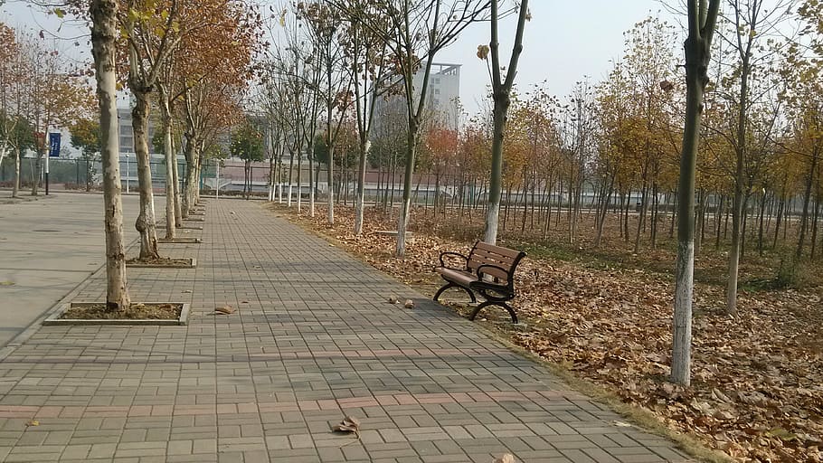 autumn, school, roadside, stroll, bench, parking, leaf, brown HD wallpaper