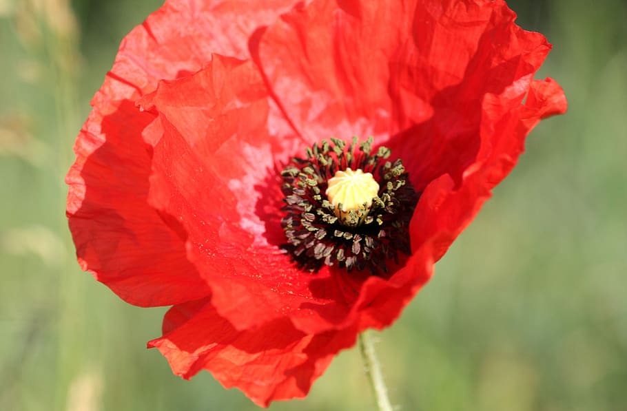flower, poppy, red, fields, country, spring, flowering plant HD wallpaper