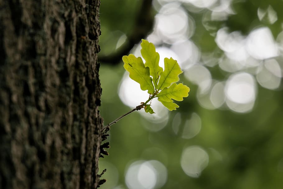 selective focus photography of green leaf on tree trunk, oak HD wallpaper