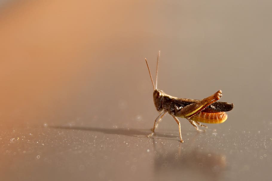 Grasshopper, Tettigonia Viridissima, cricket, insect, macro, closeup, HD wallpaper