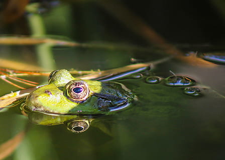 Frog, Animal, Water, Lake, Reflection, green frog, fauna, amphibians HD wallpaper