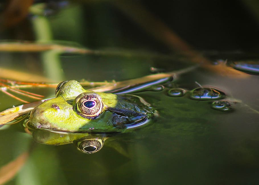 Frog, Animal, Water, Lake, Reflection, green frog, fauna, amphibians HD wallpaper