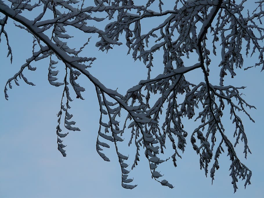 branch, branches, tree, snowy, winter, cold, icy, sky, plant HD wallpaper