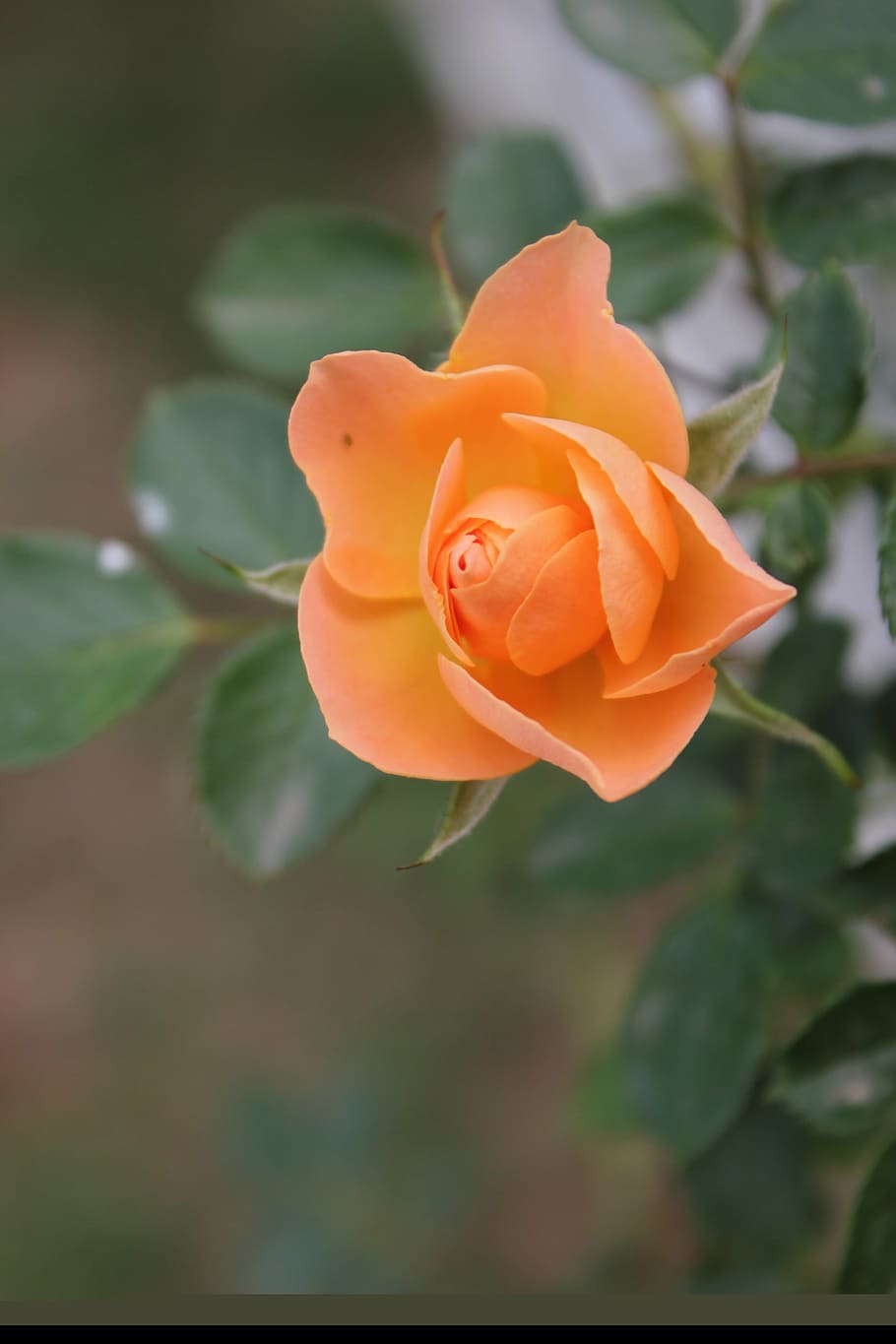 rose, plant, flower, flowering plant, beauty in nature, petal HD wallpaper