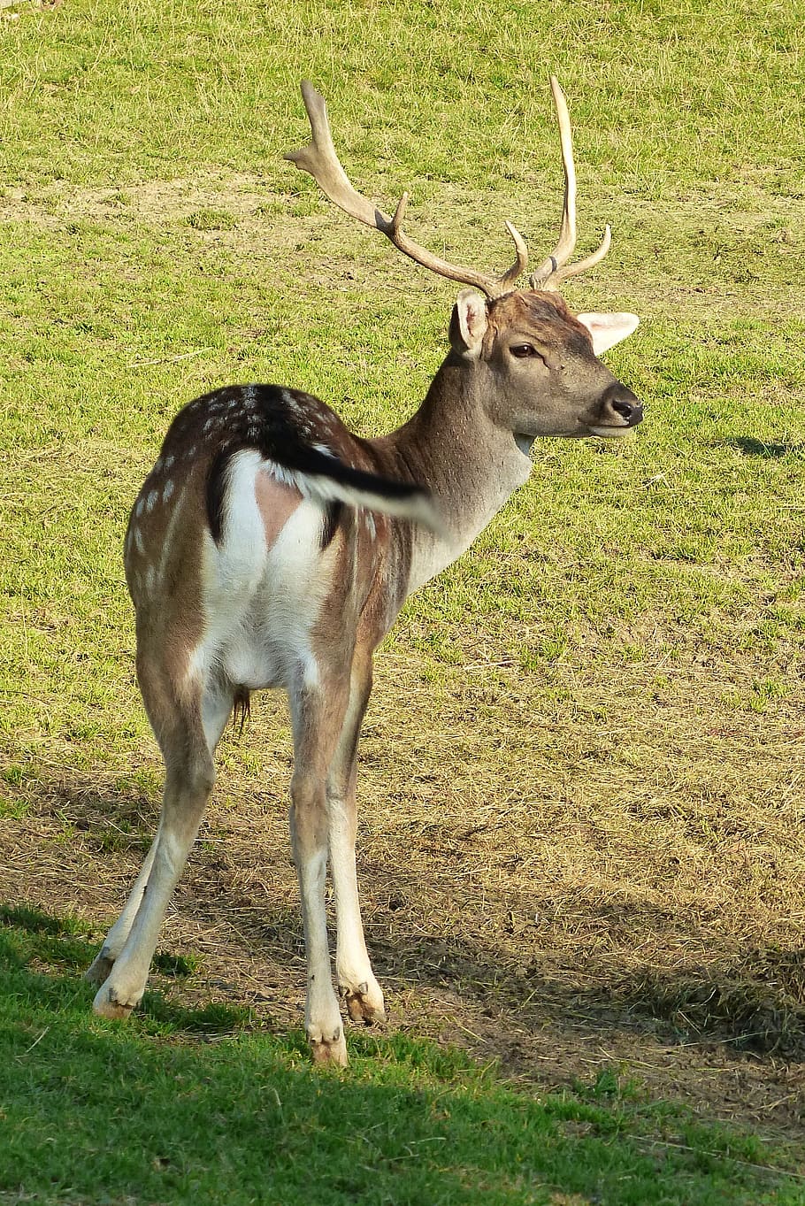 fallow deer, hirsch, young, wag, nature, angel mountain, tussenhausen HD wallpaper