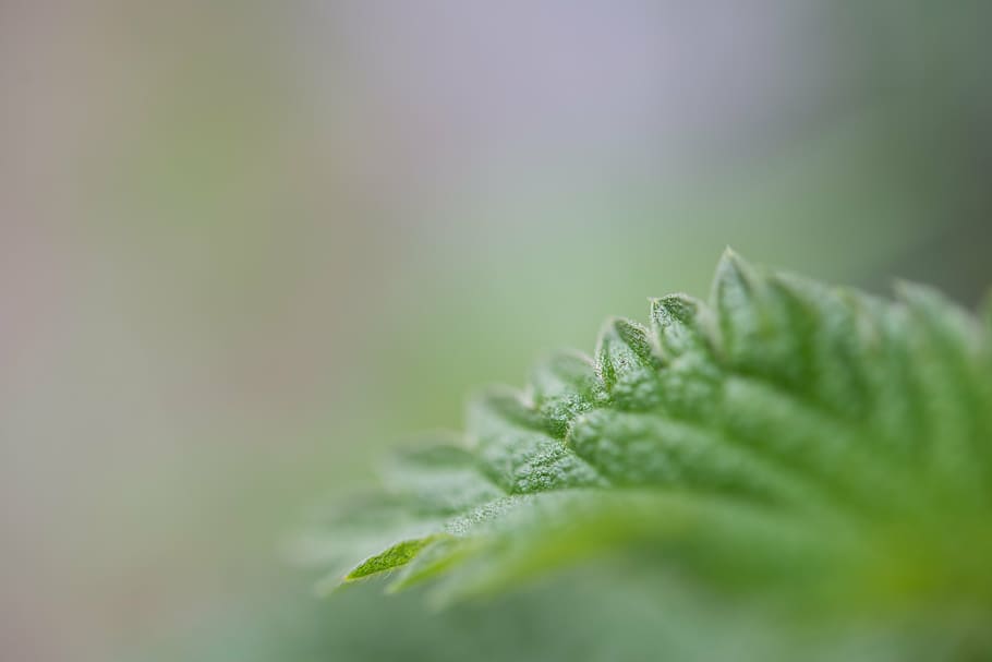 green, leaf, macro, close up, nature, plant, summer, bright HD wallpaper