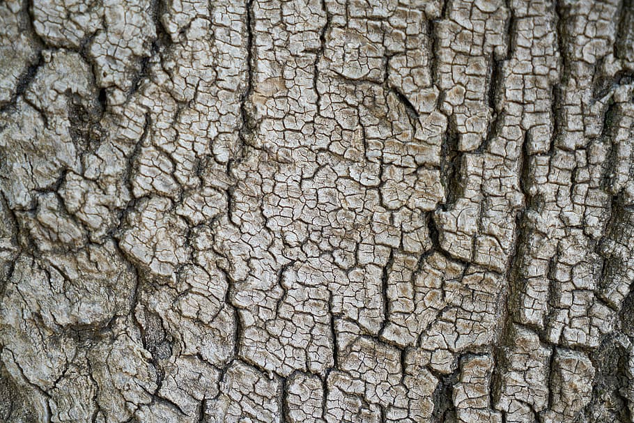 brown tree skin close-up photo, texture, body, macro, background HD wallpaper