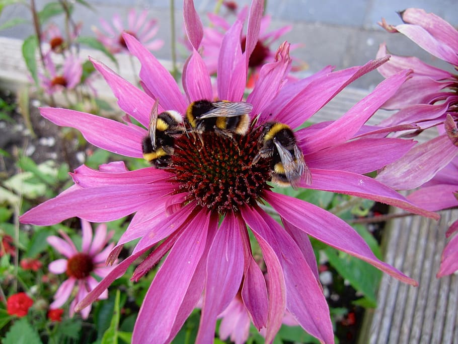 bumble bees, echinacea, insect, nature, flower, flowering plant HD wallpaper