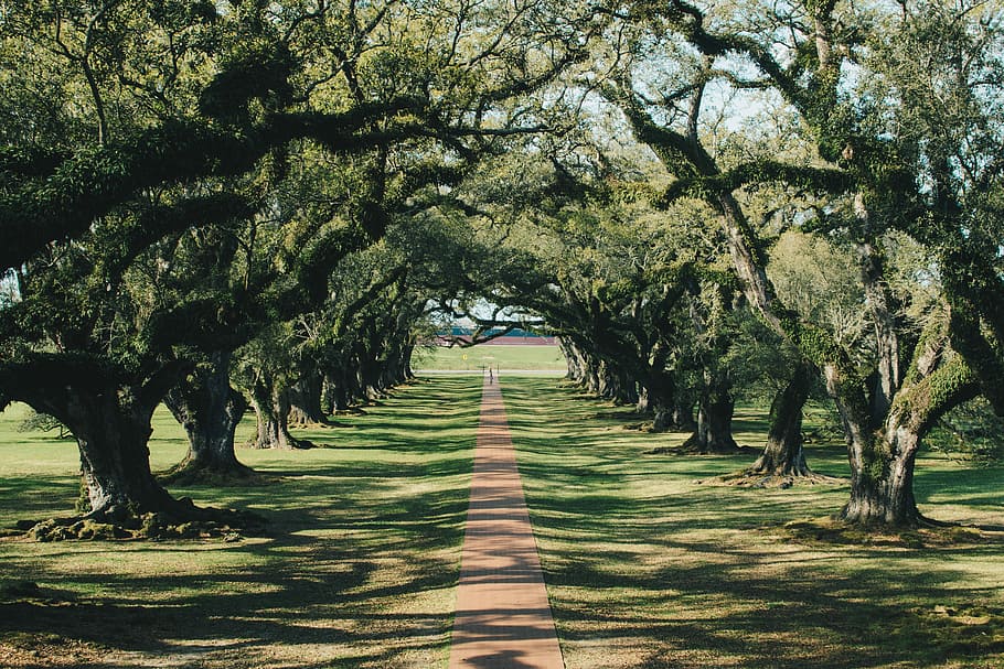 Oak Plantation, empty green tunnel tree at daytime, forest, path HD wallpaper