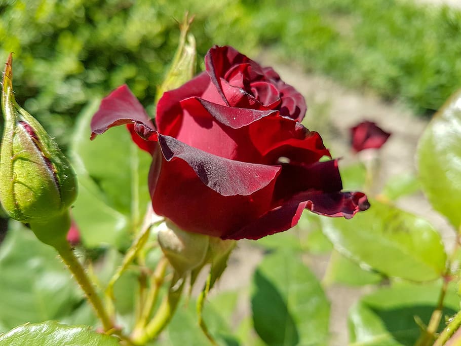 rose, flower, red, red rose, summer flower, plant, flowers HD wallpaper