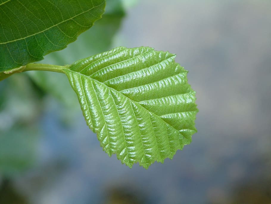 Beech, Leaf, green, green color, nature, growth, close-up, plant HD wallpaper