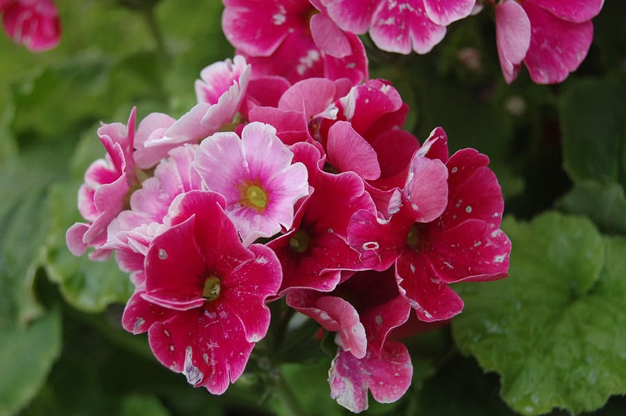 nature, flower, flowering plant, petal, fragility, vulnerability HD wallpaper