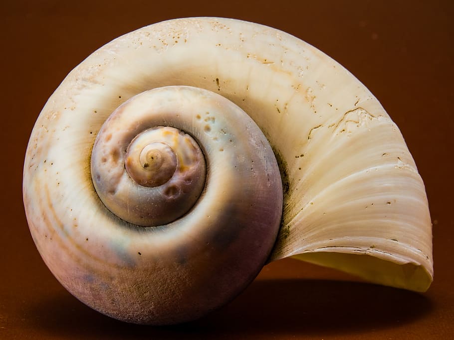 shell, snail, close, studio shot, still life, close-up, no people HD wallpaper