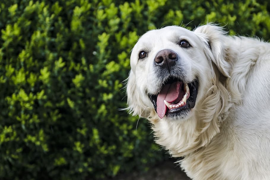 can you see a golden retriever with a gold coat