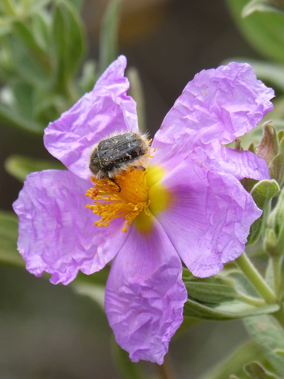 oxythyrea funesta, beetle, coleoptera, flower, libar, hairy beetle, HD wallpaper