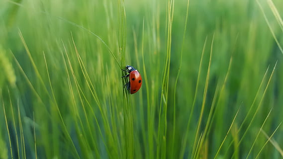 ladybug on green grass, ladybird on grass leaf, selective focus HD wallpaper