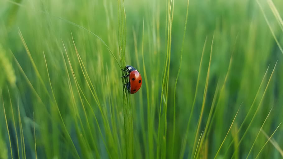 ladybug on green grass, ladybird on grass leaf, selective focus HD wallpaper