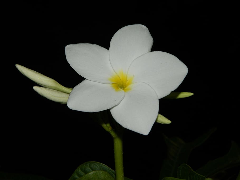 flower, nature, white, bloom, green, plant, pure, natural, bud HD wallpaper