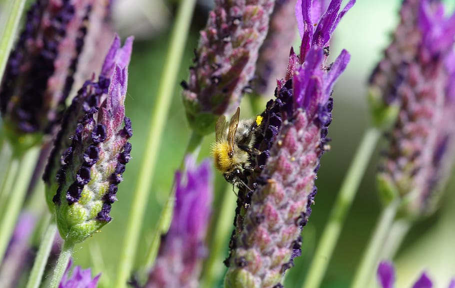lavender, hummel, purple, violet, blossom, bloom, garden, insect HD wallpaper